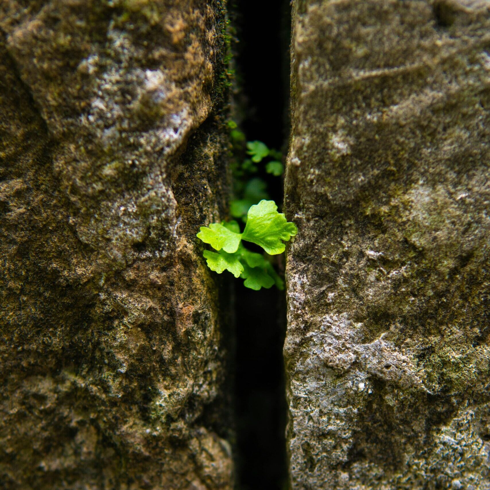 A green plant growing through a crack in stone